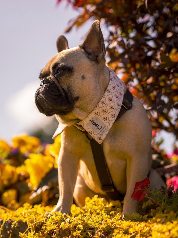 Quaint Shirt Dog Collar by Red & Ginger