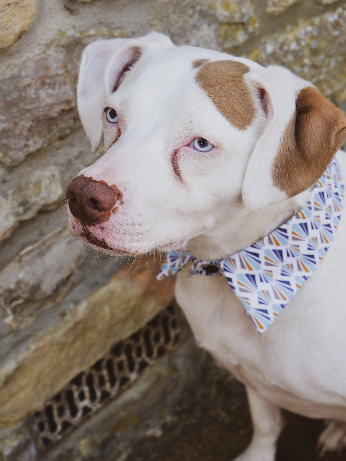 Quaint Shirt Dog Collar by Red & Ginger