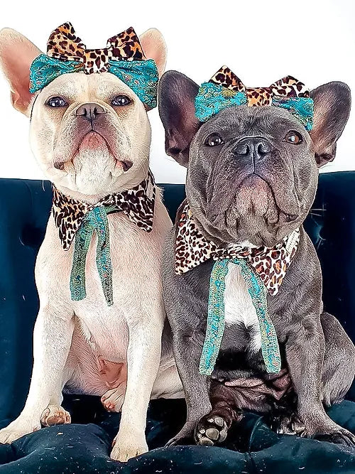 Quaint Shirt Dog Collar by Red & Ginger