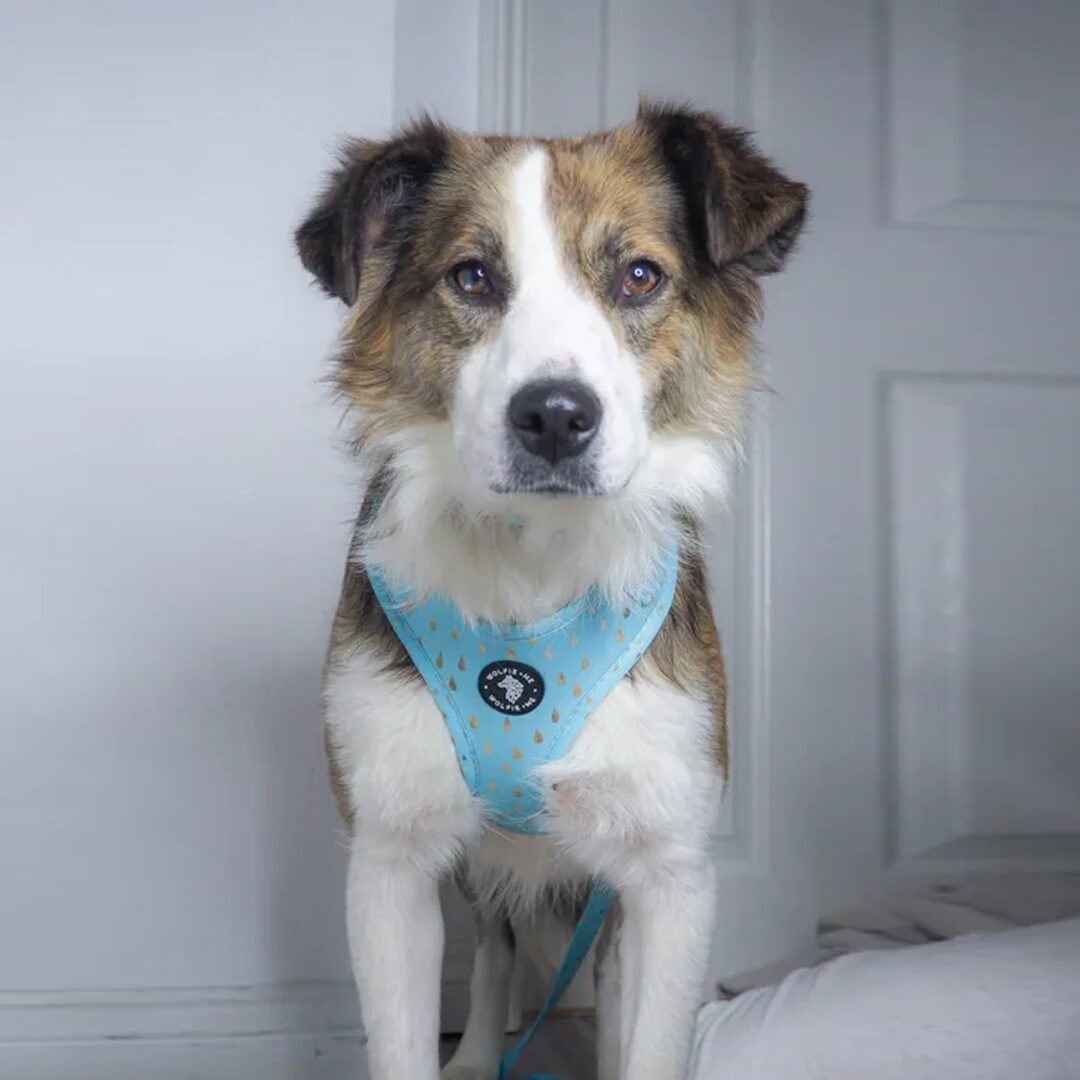ALEU Adjustable Harness by Wolfie + Me