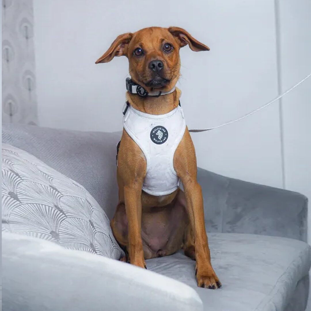 ALEU Adjustable Harness by Wolfie + Me