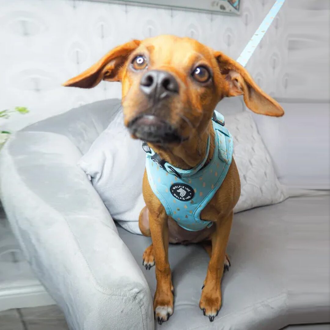ALEU Adjustable Harness by Wolfie + Me