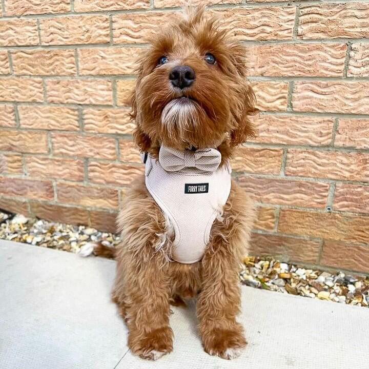 Dog Harness (Full Set) (Cashmere) – Dog Harness, Dog Collar, Dog Lead, Dog Poo Holder, Dog Bow Tie – by Furry Tails